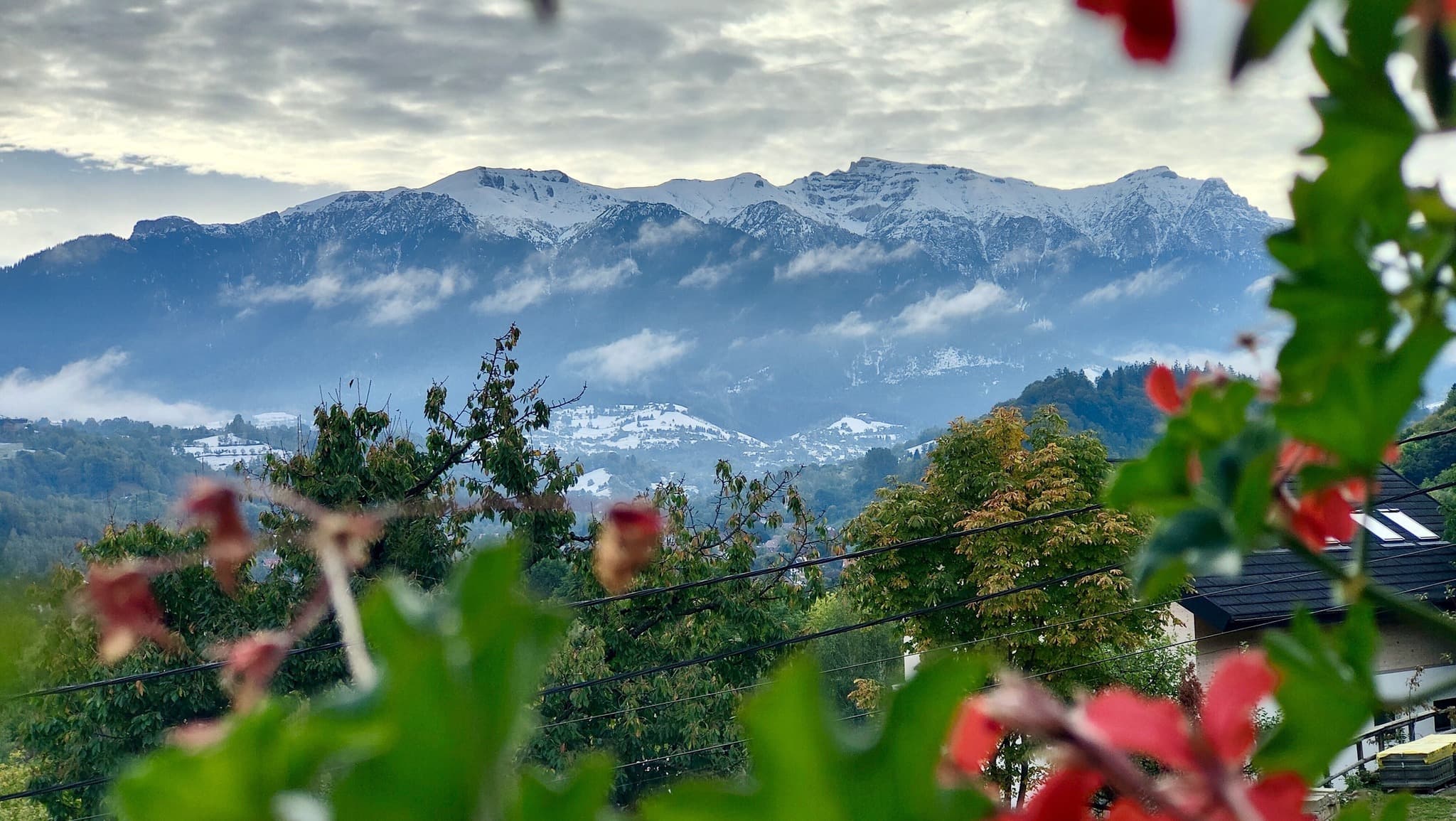 Munții Bucegi înzăpeziți, văzuți printre florile din curte